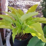 Hosta Valley's Goldstriker