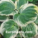 Hosta Lakeside Prophecy Fulfilled
