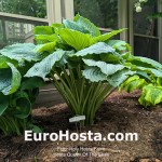 Hosta Queen of the Seas - Eurohosta