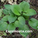 Hosta Pete's Dark Satellite - Eurohosta