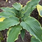 hosta Sada