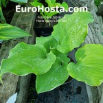 Hosta Valley's Bull Ray