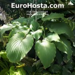 Hosta Valley's Bull Ray