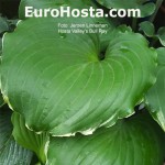 Hosta Valley's Bull Ray