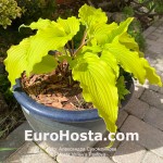 Hosta Valley’s Pavlova