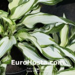 Hosta White Christmas - Eurohosta