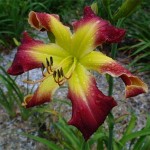 Hemerocallis Mema's Dingbat