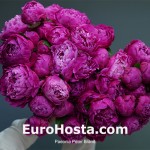 Paeonia Peter Brand