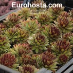 Sempervivum