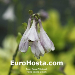 Hosta Vanilla Cream - Eurohosta