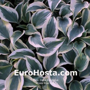 Hosta Blue Ivory