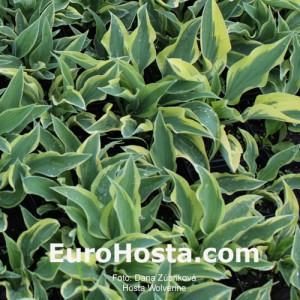 Hosta Wolverine - Eurohosta