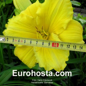 Hemerocallis Barnabas - Eurohosta