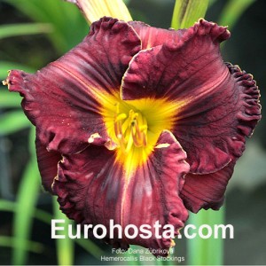 Hemerocallis Black Stockings - Eurohosta