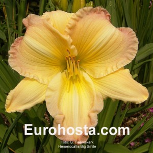 Hemerocallis Big Smile - Eurohosta