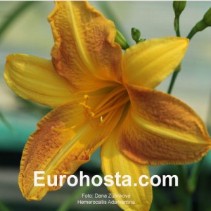 Hemerocallis Adamantina