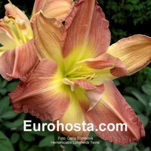 Hemerocallis Longfields Twins - Eurohosta