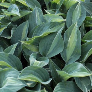 Hosta Kiwi Full Monty - Eurohosta