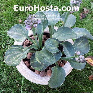 Hosta FBuffalo Misty Mouse