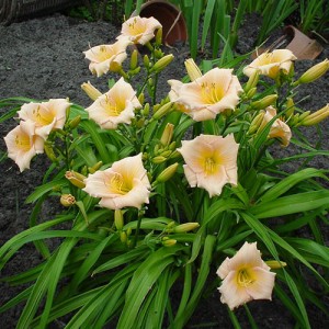 Hemerocallis Mini Pear