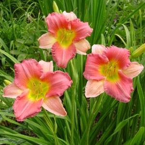 Hemerocallis Final Touch - Eurohosta