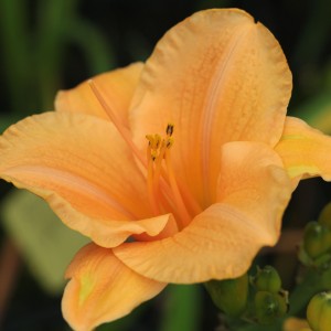 Hemerocallis Sombrero Way - Eurohosta