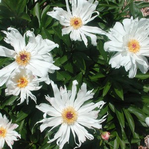 Paeonia Lois Kelsey