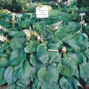 Hosta American King of the Woods