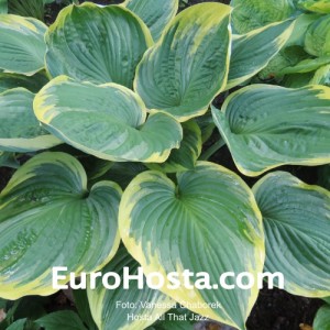 Hosta All That Jazz