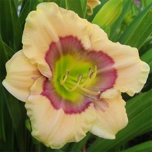 Hemerocallis All American Baby