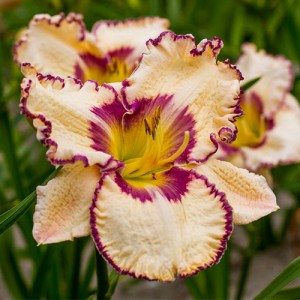 Hemerocallis Antique Linen 