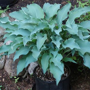 Hosta Arctic Blast