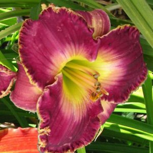 Hemerocallis Magic Obsession