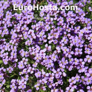 Aubrieta × cultorum