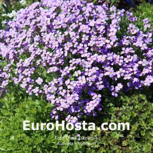 Aubrieta × cultorum