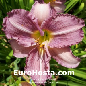 Hemerocallis BF 2018 - 10 Eurohosta