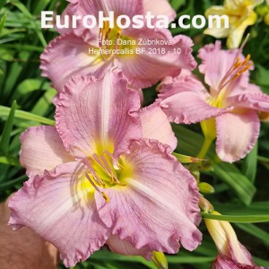 Hemerocallis BF 2018 - 10 Eurohosta