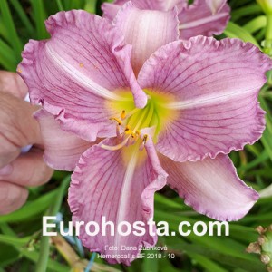 Hemerocallis BF 2018 - 10 Eurohosta