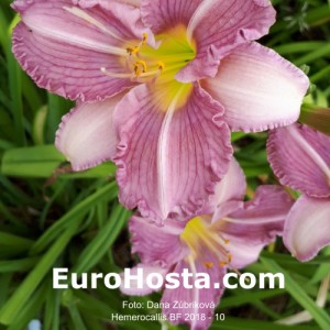 Hemerocallis BF 2018 - 10 Eurohosta