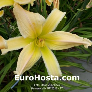 Hemerocallis BF 2018 - 17 Eurohosta