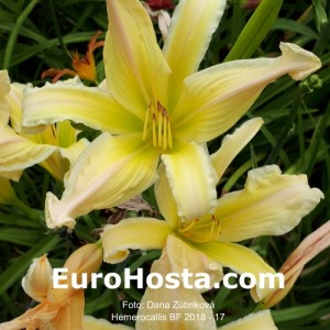 Hemerocallis BF 2018 - 17 Eurohosta