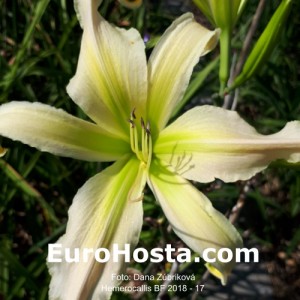 Hemerocallis BF 2018 - 17 Eurohosta