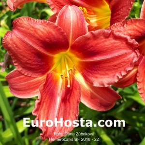 Hemerocallis BF 2018 - 22 Eurohosta