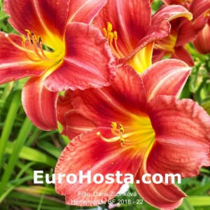 Hemerocallis BF 2018 - 22 Eurohosta