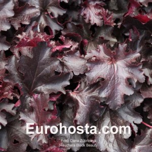 Heuchera Black Beauty