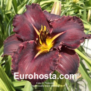 Hemerocallis Black Stockings