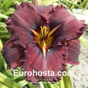 Hemerocallis Black Stockings