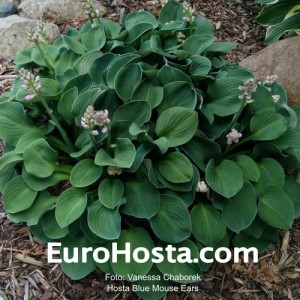 Hosta Blue Mouse Ears - Eurohosta