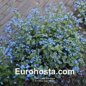 Brunnera macrophylla