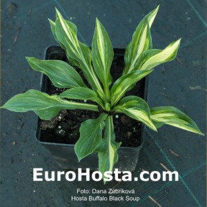 Hosta Buffalo Black Soup